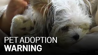 Animal Advocates Warn Against Online Buying as Pet Adoptions Spike