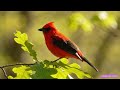 Secret Garden Serenade 🌸 Soothing Piano &amp; Morning Birdsong for Relaxation | 4K Spatial Audio