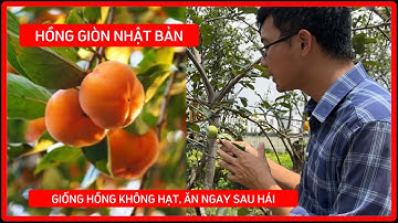 Cây Hồng Giòn Không Hạt Nhật Bản | Giống Chuẩn Tại Nhà Vườn Ngọc Lâm | 0968750386