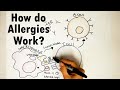 Why do allergies happen? | Immune cells and allergy