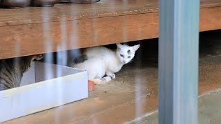 Cats hiding from the rain by Street Cat 21,626 views 11 months ago 6 minutes, 59 seconds