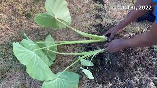 Splitting Container Grown Elephant ears- Spur of Moment