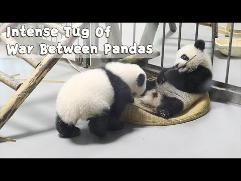 Intense Tug Of War Between Pandas | iPanda