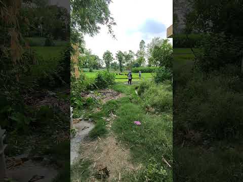 धान #shorts vlog
