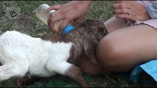 Amazing Girls Help Breastfeeding Goats At Home - Cute Goats N Cute Girls