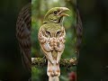 : A unique bird perched on a branch in a lush forest. It creates the illusion of having two faces:
