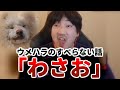【ウメハラ】犬好きの女とばっかり付き合う男ウメハラ【わさお】【ウメハラベストトーク集124】