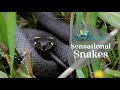 Understanding Snakes