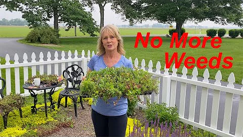 Stonecrop - Hardy Sedum Ground Cover - Succulents - NO MORE WEEDS