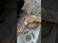 Eid Installing New Ceiling Fan #foryou #short #shortvideo #networkchuadangaelectric
