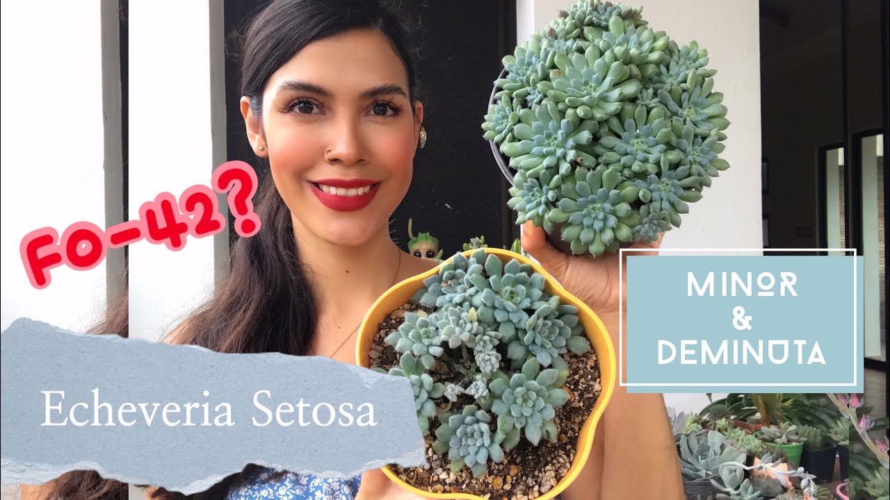 Echeveria Setosa Deminuta VS Echeveria setosa Minor ¿Cuál es la verdadera FO-42?
