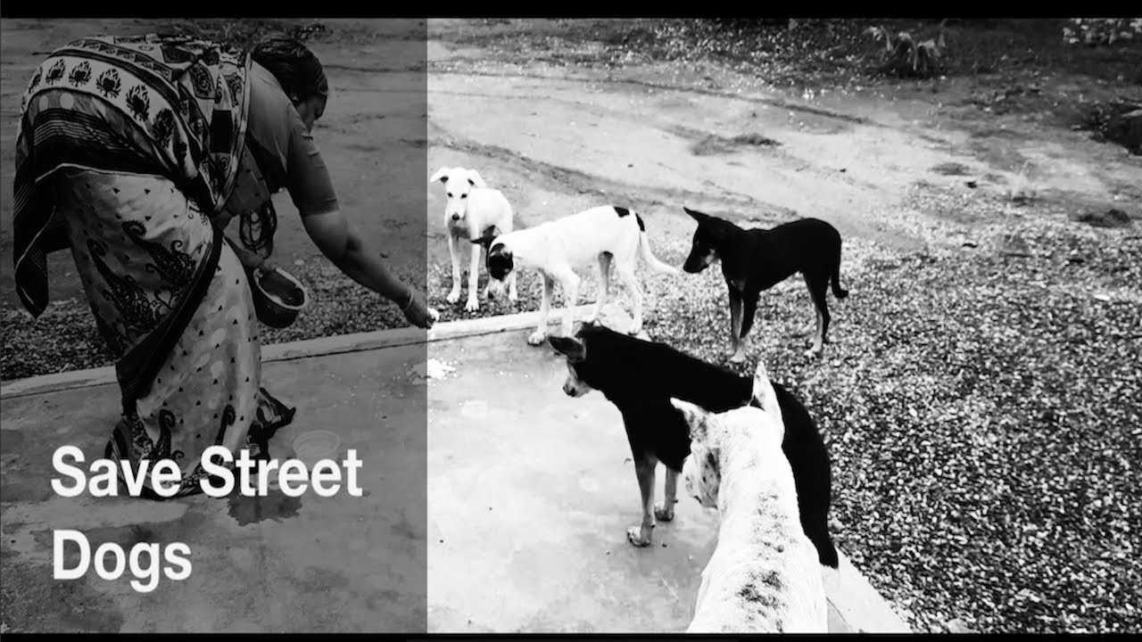 Save Street Dogs