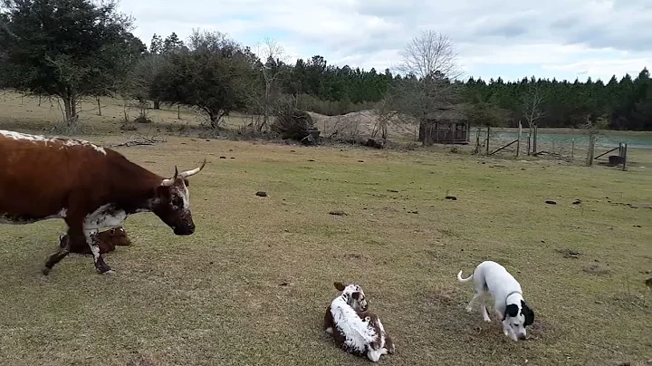 momma told me not to come