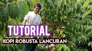 Tutorial Sistem Lancuran Kopi Robusta