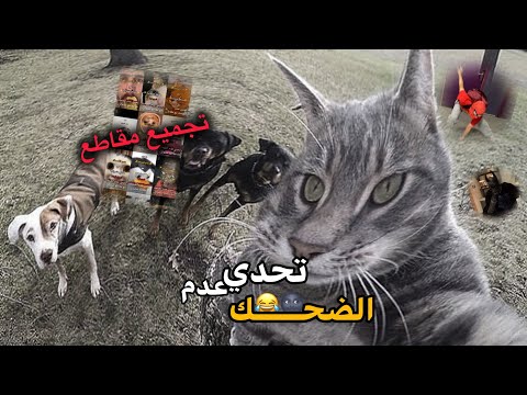 تحدي عدم الضحك مع مقاطع عشوائية تجميع مقاطع مضحكه الوصف بعد المقطع