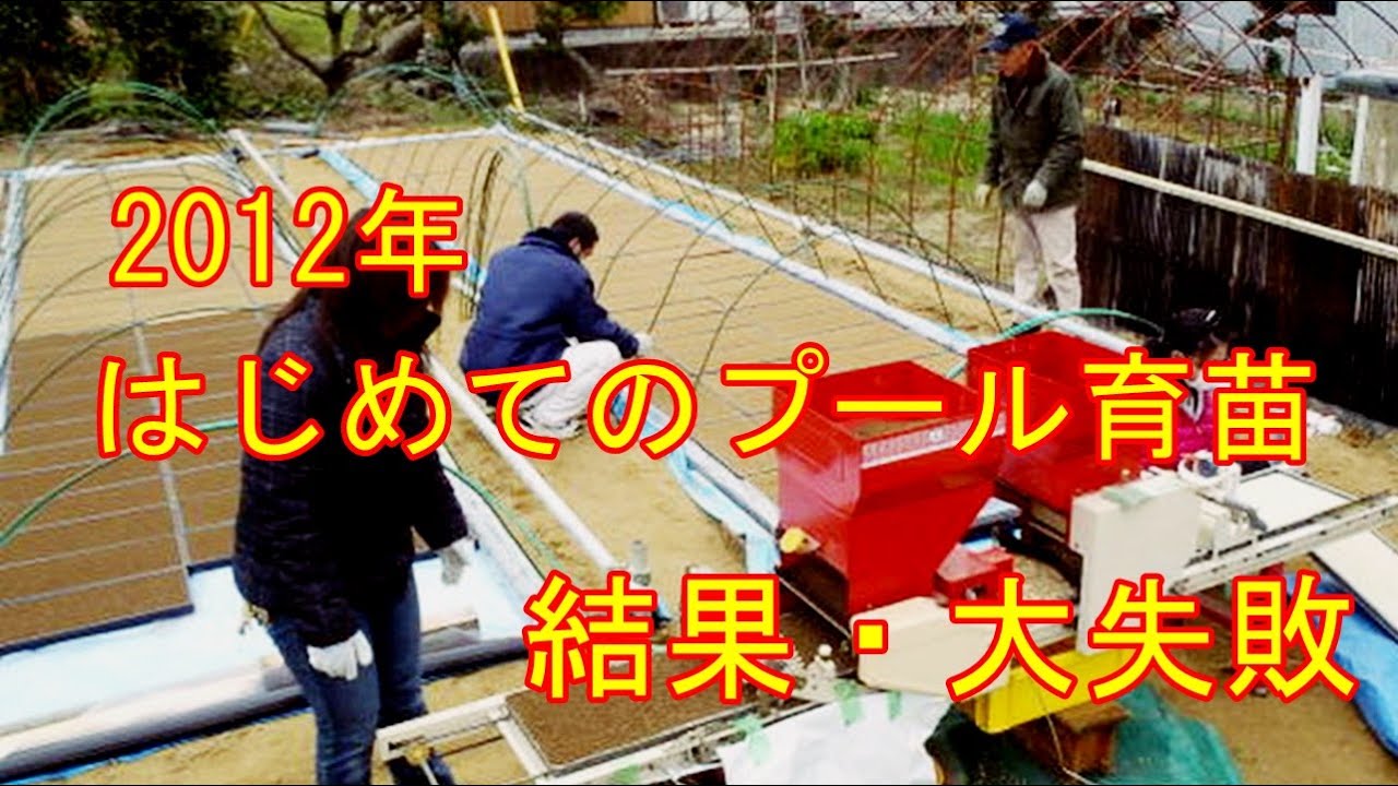 2012年、はじめてのプール育苗は大失敗　田んぼ