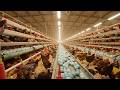 From One Egg to 10,000 Products in 24 Hours | Inside The World's Most Efficient Egg Factory