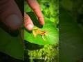 Catch froggy frog funny for laugh hahaha| funny frog duo|catch frogs for fun|Tep longheng funny