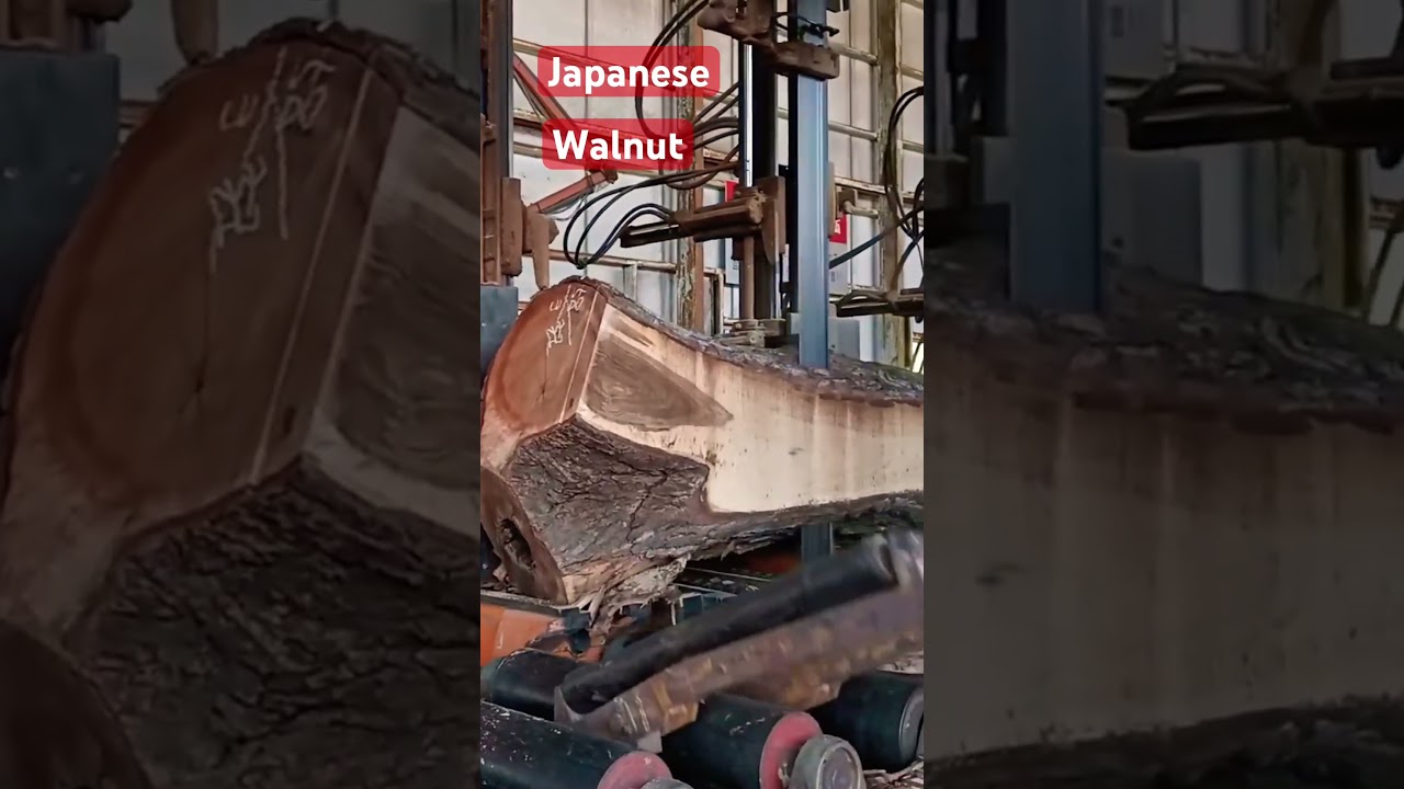 日本のクルミの製材 Japanese Walnut Sawing . - YouTube