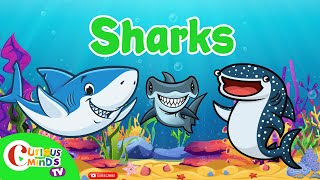 Let's Meet The Sharks! | Sharks Names And More Vocabulary for Kids | Ocean Creatures