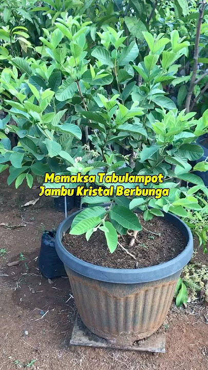 Fruitful Results of Crystal Guava Tabulampot #tabulampot