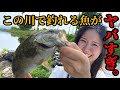 とある近所の川で釣りしたら外来種ばかりでヤバすぎた件。