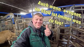 Farm-Vlog #11 Kevin darf im Matsch spielen und der Chef steht im Stall