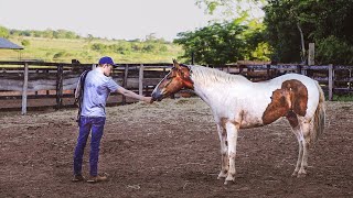 How To Tame A WILD Horse! (The Simplest Way!) First Touch To First Haltering!