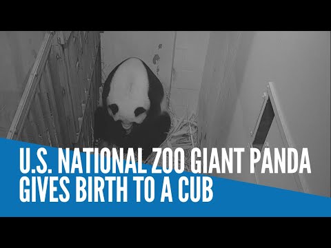 Video: Het Mei xiang geboorte gegee?