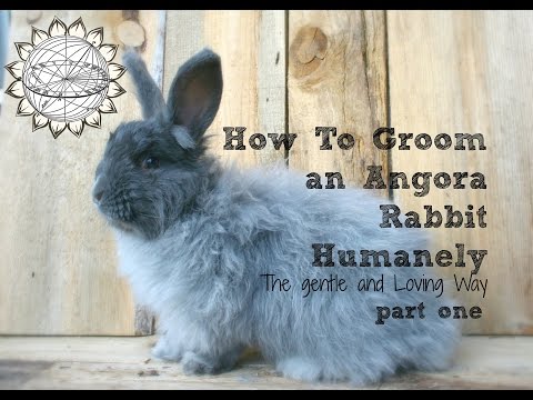 How to Groom an Angora Rabbit