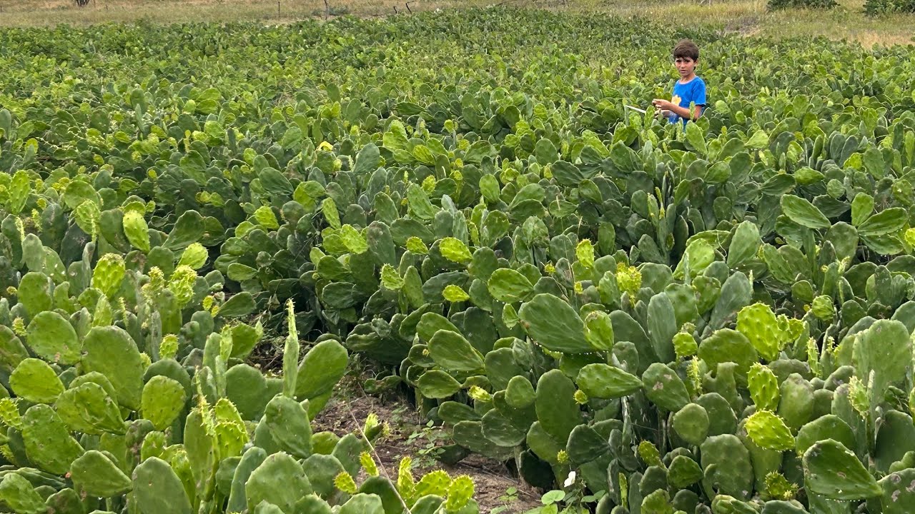 PRODUTIVIDADE DA PALMA CALIFÓRNIA