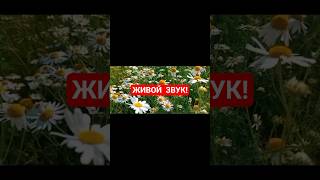 Пение птиц и живой звук природы | Слушать Фоном Музыку Без Слов