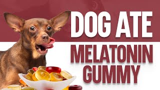 My Dog Ate A Melatonin Gummy  What Should I Do