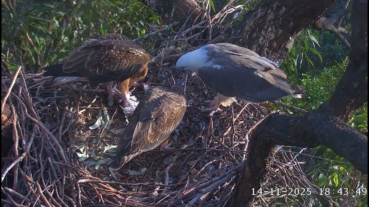 Second dinner on the nest after 1 hour. First one ate SE35 🥰 /18:16/ 14-11-2025/Sea-EagleCAM
