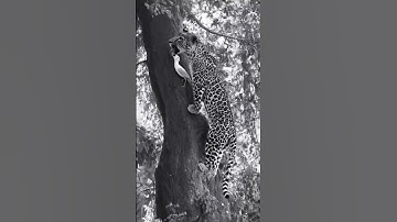 Leopard climbing the tree😱😱😱#leopard #animals #wildlife #wildlifepictures #trending