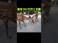 後をついて行く子鹿