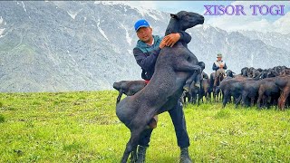 ХИСОР ЗАМИНИ +998 99 249 58 38 
