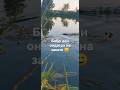 Бобр плывёт домой🏡Beaver is swimming home #природа #животные