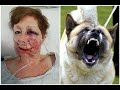 Top 10 dog breeds that are banned in the usa