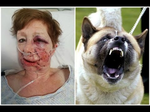 วีดีโอ: United States of Dog: 10 สุดยอดจุดหมายปลายทางของสุนัขในอเมริกา