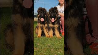 Out class black n tan pair in Poland #germanshepherd #lovesongs #music #animals  #musiclove #keşfet