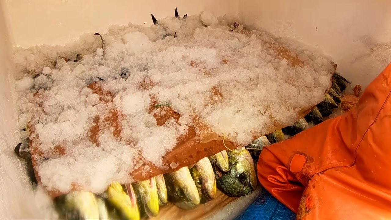 Congelando la #Pesca de Perico (Dorado) o mahi- mahi - dolphinfish ...
