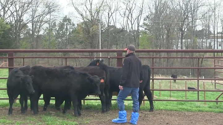 SUNUP - Low-Stress Cattle Handling