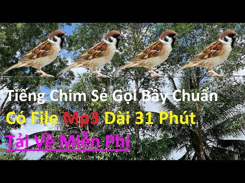 Video Tiếng Chim Sẻ Gọi Bầy Chuẩn Rõ | Có Link Mp3 Tải Về... - youtube