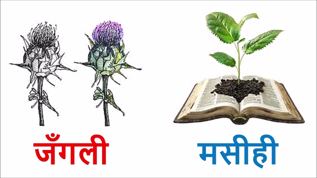 किस प्रकार का बीज