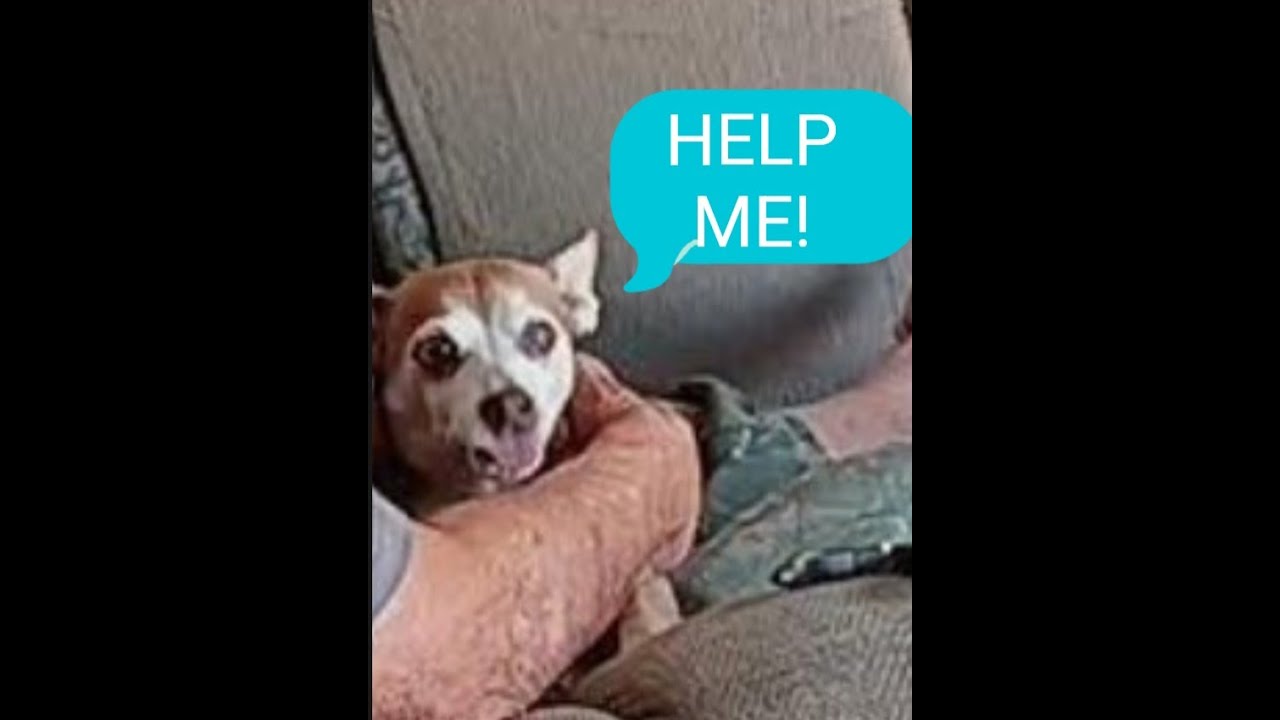 Clipping my dogs nails is easy, NOT!