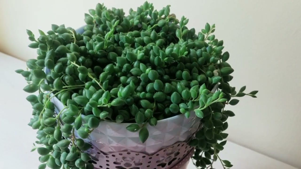 1 TANE DİKİN SAKSINIZ DOLUP TAŞSIN, BAKIMI EN KOLAY ÇİÇEK, TESPİH ÇİÇEĞİ BAKIMI VE ÇOĞALTILMASI