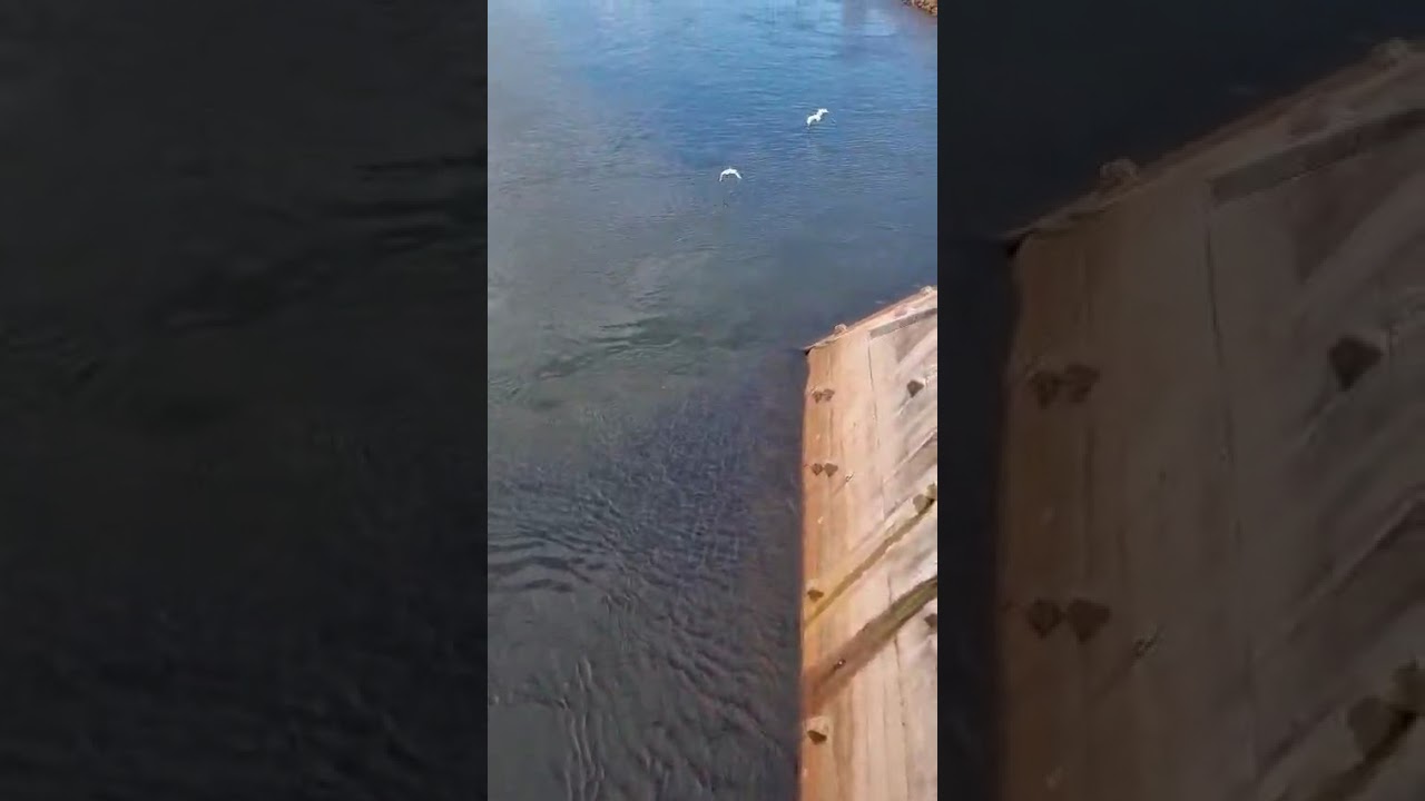O que a usina de Sinop está fazendo com os peixes?