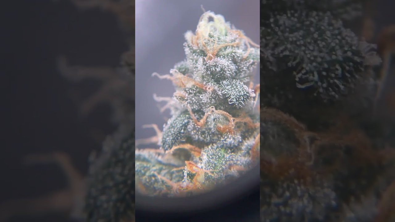 Blue Sunset Sherbert, day 52 flower