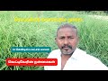 வெட்டிவேர் வளர்க்கும் முறை அதன் பயன்கள்